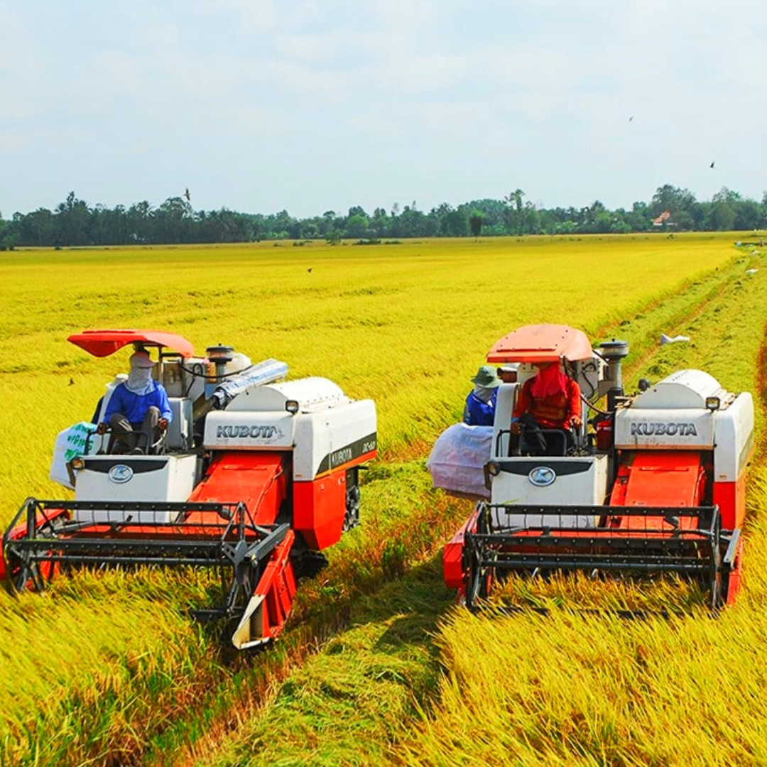Thừa kế đất trồng lúa có được hay không?