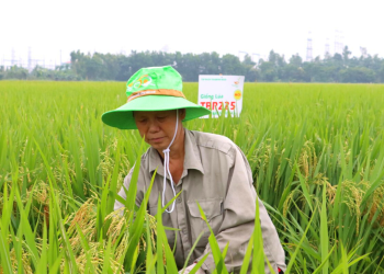 Thừa kế đất trồng lúa có được hay không?