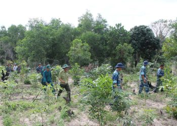 Thủ tục chuyển nhượng đất lâm nghiệp, đất rừng sản xuất năm 2023