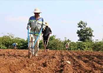 Căn cứ tính thuế sử dụng đất nông nghiệp ra sao theo quy định?