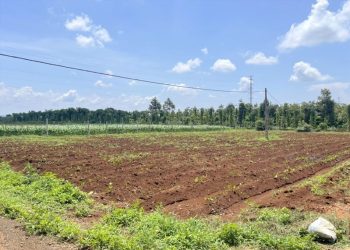 Chuyển đổi đất trồng cây hàng năm sang đất ở quy định mới