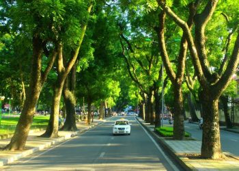 Quy định về diện tích đất cây xanh sử dụng công cộng trong đô thị