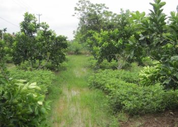 Phí chuyển đất trồng cây lâu năm sang đất thổ cư là bao nhiêu?