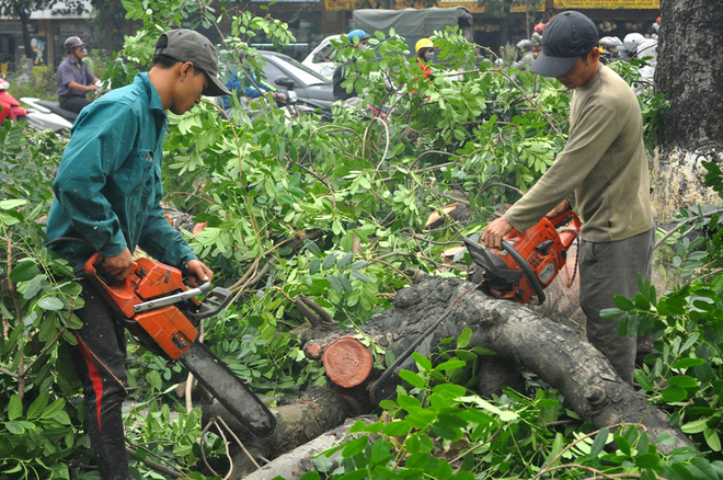 Chặt cây của người khác trên đất của mình