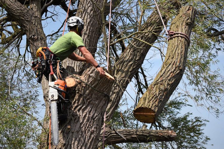 Chặt cây xanh trước nhà