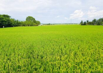 Đất ruộng có sổ đỏ có được xây nhà không?