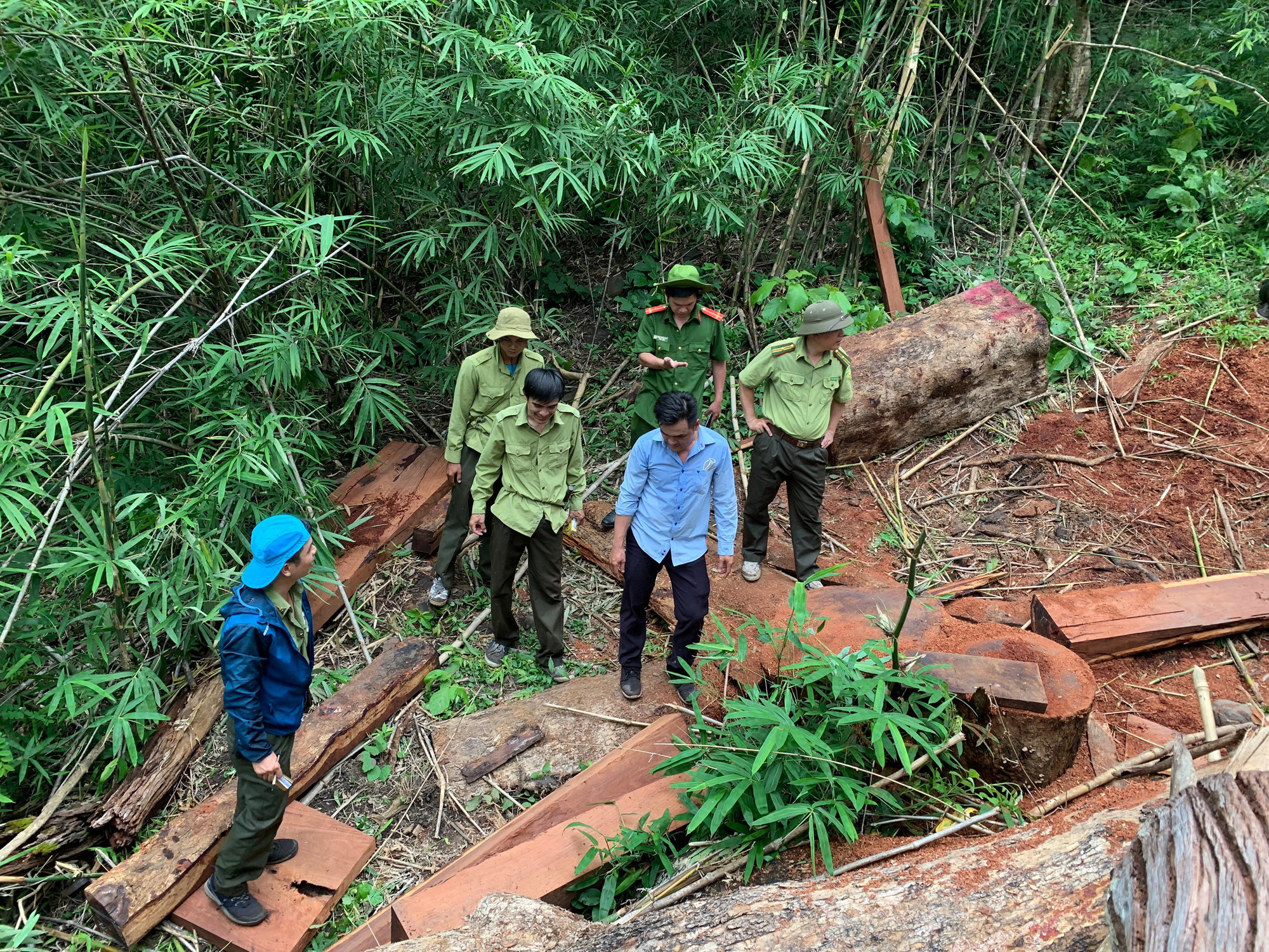 Khai thác gỗ trái phép bị phạt bao nhiêu tiền