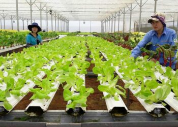 Miễn thuế đất nông nghiệp từ năm nào theo quy định năm 2023