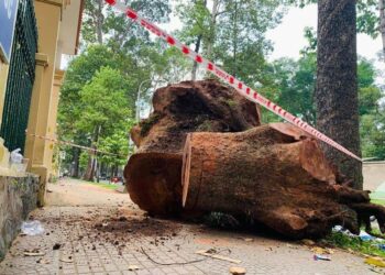 Quy định về chặt cây xanh