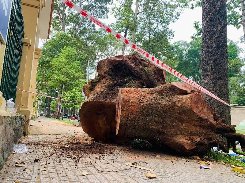 Quy định về chặt cây xanh