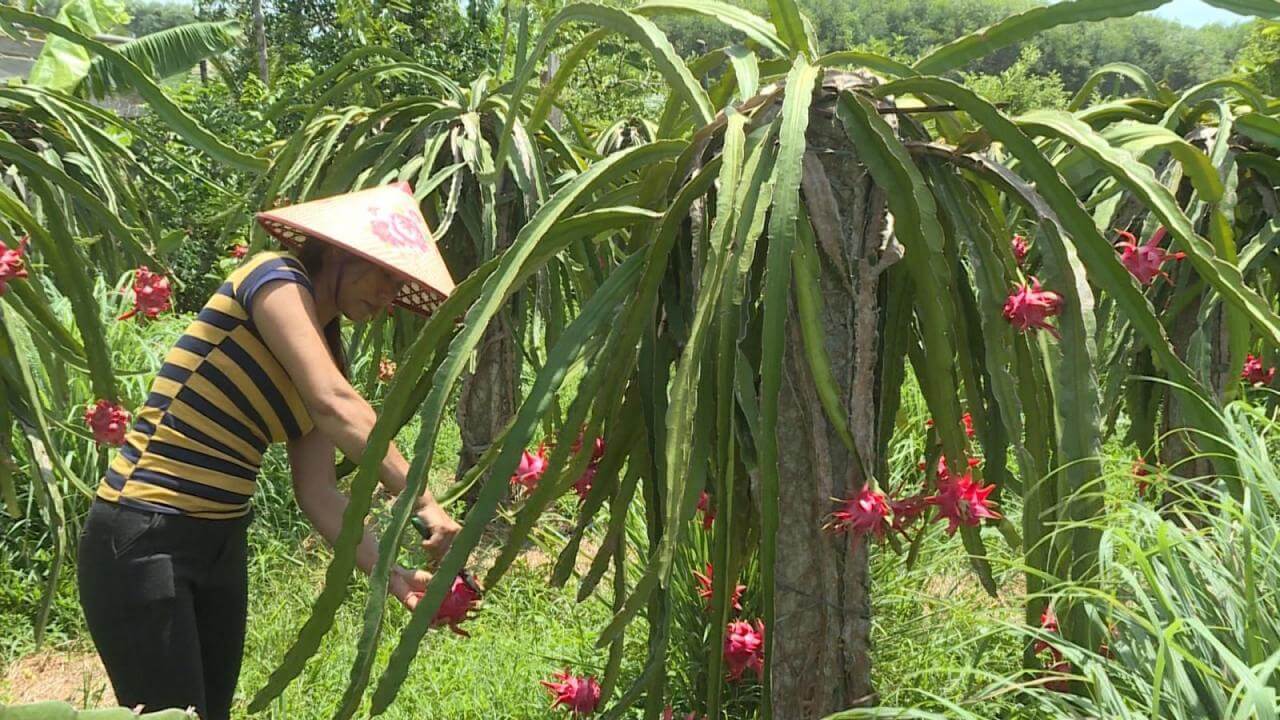 Quy trình lên thổ cư đất trồng cây lâu năm như thế nào?