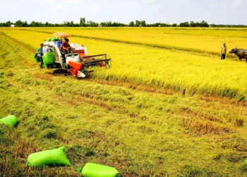 Thế nào là người đang sử dụng đất?