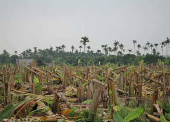 Tội phá hoại cây trồng