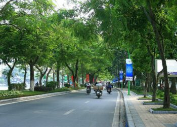 Xử phạt hành vi chặt phá cây xanh