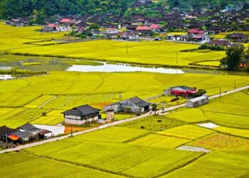 Đất ruộng lên thổ cư được không?