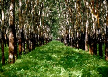 Chuyển đất trồng cây lâu năm sang đất nông nghiệp khác,