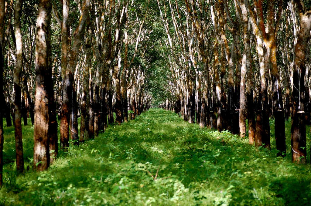 Chuyển đất trồng cây lâu năm sang đất nông nghiệp khác,