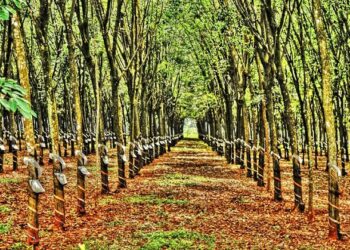 Chuyển đất trồng cây lâu năm sang đất vườn