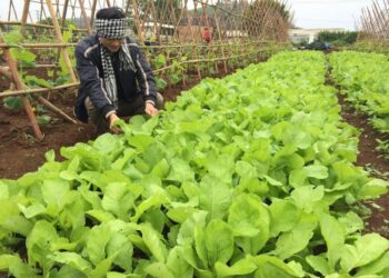 Đất BHK có chuyển đổi sang đất ở được không