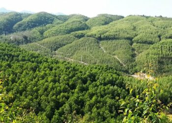 Đất rừng phòng hộ có được bồi thường không năm 2023