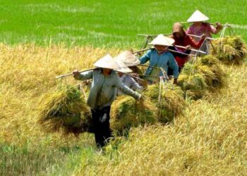 Điều kiện hợp thửa đất nông nghiệp thế nào?
