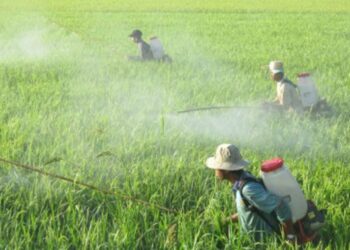 Giấy chứng nhận đủ điều kiện sản xuất thuốc bảo vệ thực vật 2023
