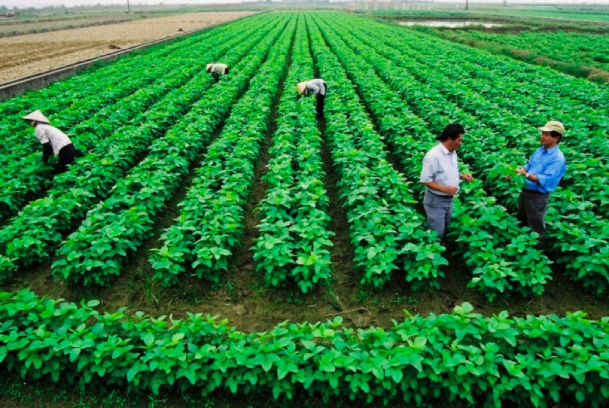 Hợp tác xã có thẩm quyền giao đất không