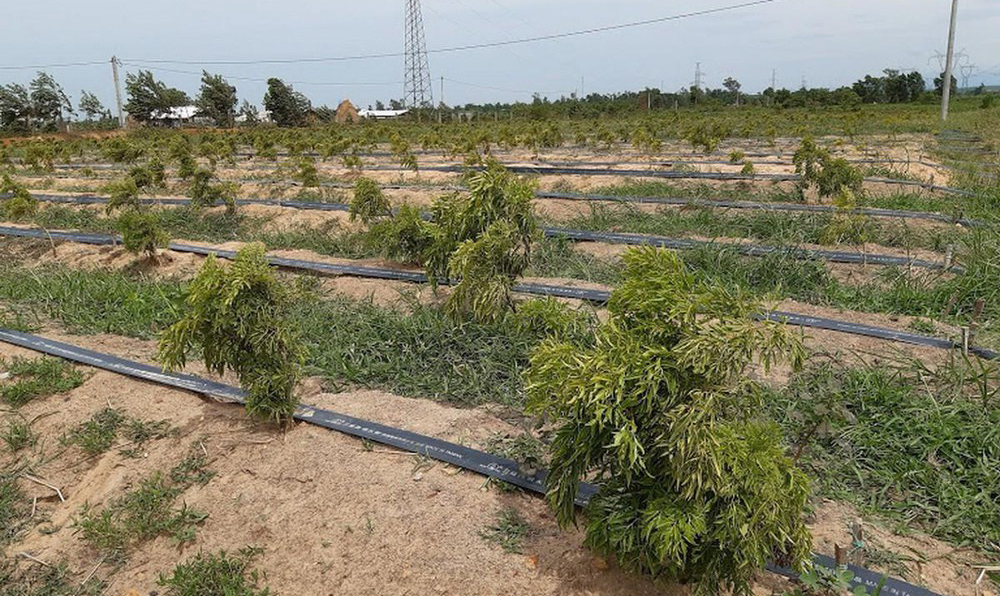 Năm 2023 đất rừng sản xuất có được xây dựng trang trại?