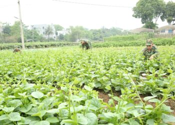 Quy định về cho thuê đất quốc phòng