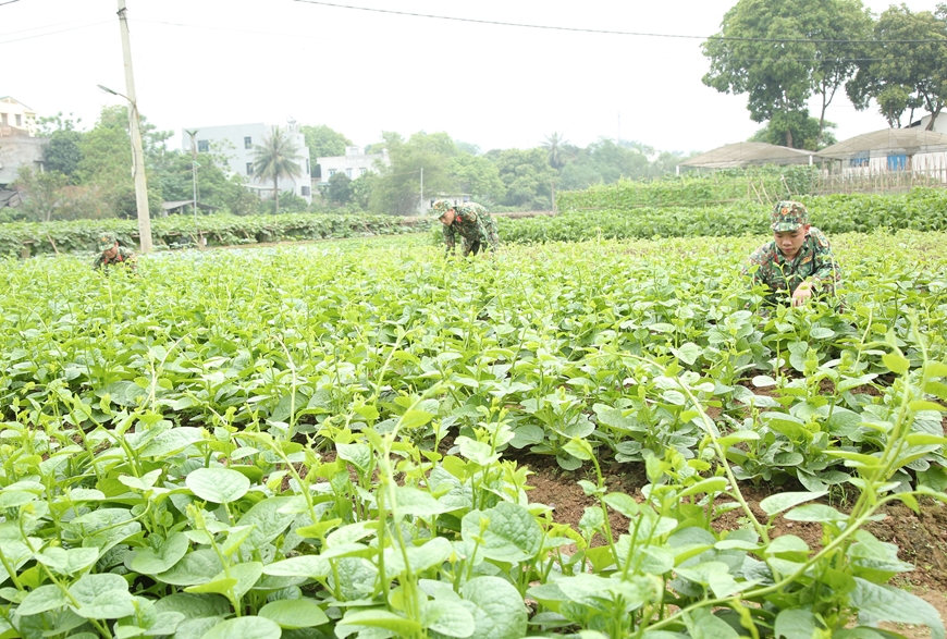 Quy định về cho thuê đất quốc phòng