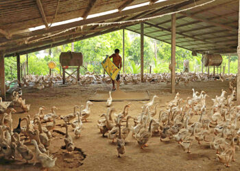 Thủ tục chuyển đổi đất nông nghiệp sang đất trang trại chăn nuôi