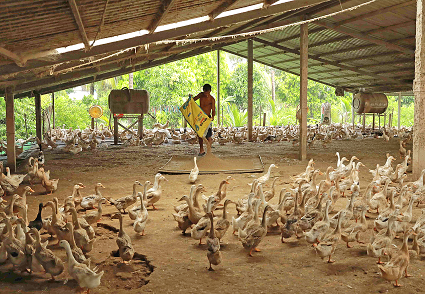 Thủ tục chuyển đổi đất nông nghiệp sang đất trang trại chăn nuôi