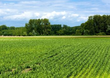 diện tích tối thiểu tách thửa đất nông nghiệp