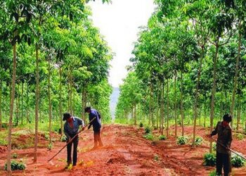 hợp đồng thuê đất trồng rừng