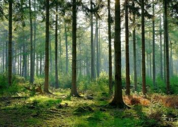 Ký hiệu các loại đất rừng như thế nào năm 2023?