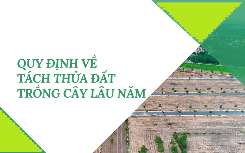 Quy định diện tích tách thửa đất trồng cây lâu năm năm 2023