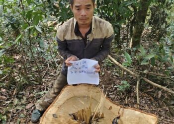Hành vi khai thác gỗ trái phép làm cho rừng bị tàn phá bị xử phạt như thế nào?