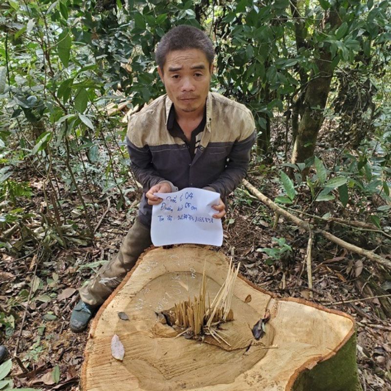 Hành vi khai thác gỗ trái phép làm cho rừng bị tàn phá bị xử phạt như thế nào?