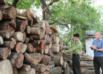 Quy định về khai thác gỗ rừng trồng