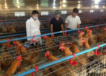 Thủ tục cấp lại giấy chứng nhận cơ sở an toàn dịch bệnh 2023