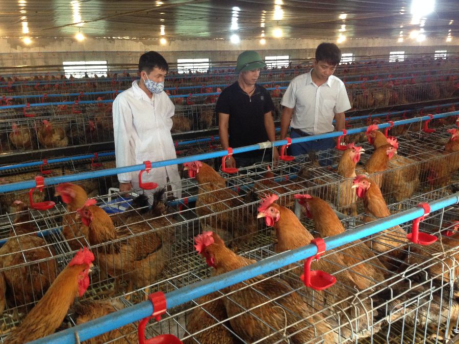 Thủ tục cấp lại giấy chứng nhận cơ sở an toàn dịch bệnh 2023