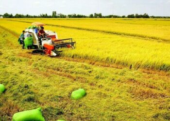 Tách thửa đất trồng cây hàng năm