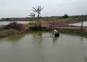 Đánh bắt cá bằng điện xử phạt như thế nào