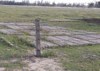 Hạn mức tách thửa đất cây lâu năm