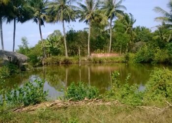 Đất ao có được san lấp không theo quy định pháp luật?