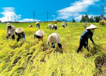 đất ruộng có tách thửa được không