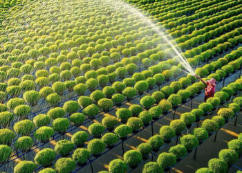 Hạn mức chuyển đổi đất vườn sang đất ở năm 2023