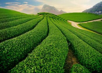 Đất thuộc nông trường có được chuyển nhượng hay không?
