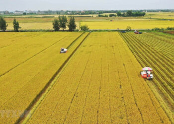 Phí chuyển đổi đất nông nghiệp sang đất trồng cây lâu năm năm 2023