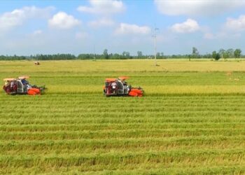 Quy định diện tích đất ở nông thôn bao nhiêu được tách thửa